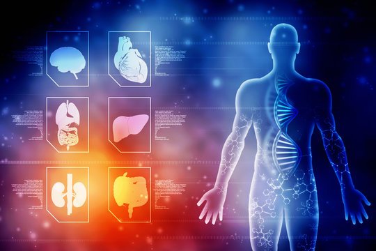 Anatomy Physiology Diploma