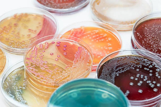Diploma In Microbiology